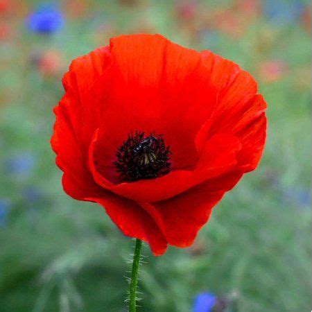 The American Legion Poppy is the classic scarlet Red Poppy and the official flower of the ...
