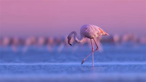 Flamingo Is Standing With Background Of Purple Sky During Sunset HD ...