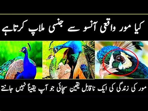 Amazing Facts About Peacock in Hindi | Peacock | Peacock Life Secrets | peacock dance - YouTube