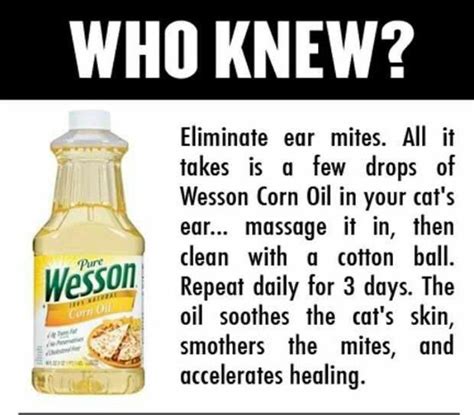 Ear mites | Household remedies, Cat ear mites, Household hacks