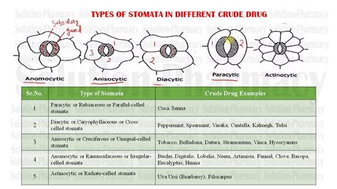 Types of Stomata Present in Crude Drug: GPAT, Pharmacist & other Exam ...