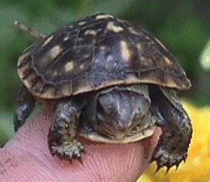 Box Turtle Care - California Turtle & Tortoise Club