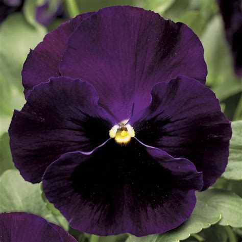 Pansy Seeds - 28 Pansies - Annual Flower Seeds