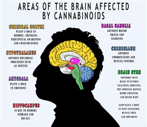 Kijk, zo beïnvloedt cannabis (medicinaal) je brein! - Mediwietsite