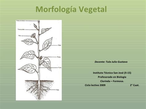 Introducción a la Morfología Vegetal