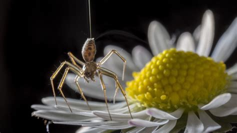 Spiders Use Earth's Electric Field to Fly Hundreds of Miles - The Atlantic