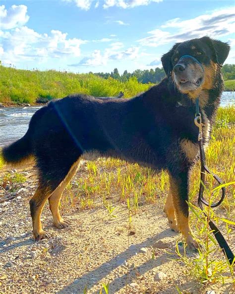 Rottweiler Hound Mix: Breed Info, Pictures, Facts & More