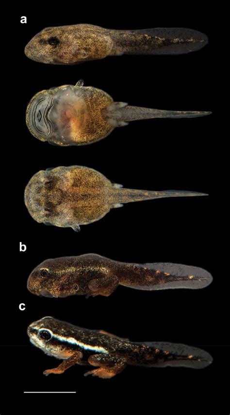 Tadpole Identification Pictures Of Types Of Tadpoles