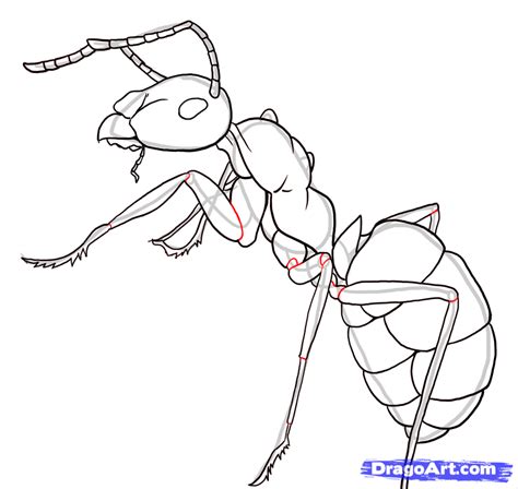 Simple Ant Body | How to Draw Ants Step 21
