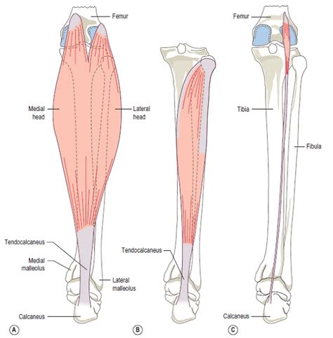 Anatomy Of The Calf Muscle - CoreWalking