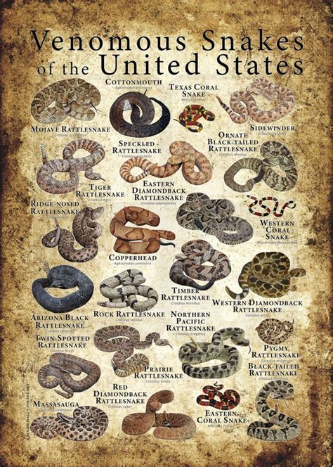 Venomous Snakes of the United States Poster Print | Etsy