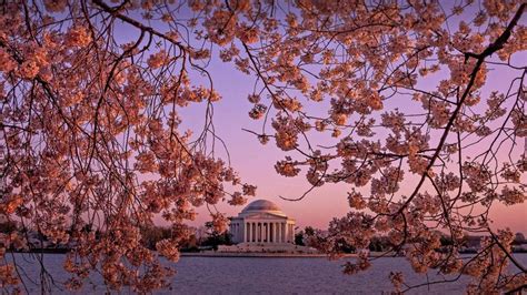 The Jefferson Memorial during the National Cherry Blossom Festival in Washington, DC - Bing Gallery