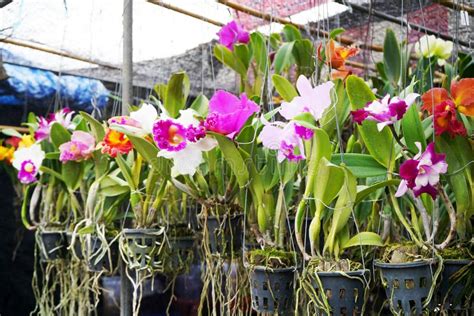 Beautiful Orchids Flower Plant Hang in the Garden ,Orchid Nursery Farm ...