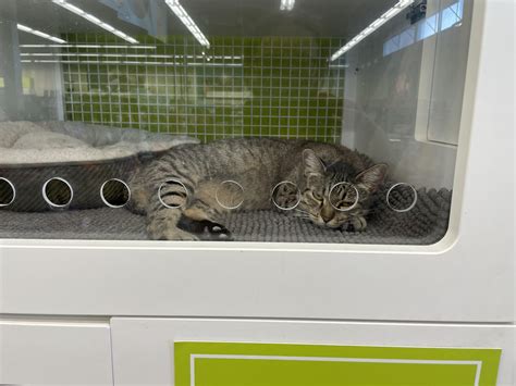 petco cat adoption colorado springs - Birdie Nagel