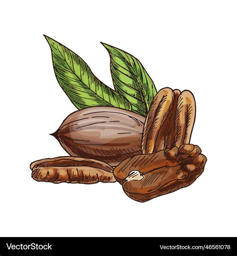 Food sketch of pecan nut clipart of kernel Vector Image