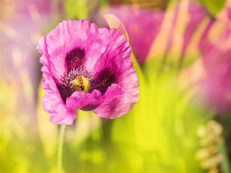 Pink poppy | unukorno | Flickr