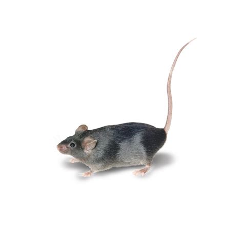 Stanford catches mice - San Francisco Business Times