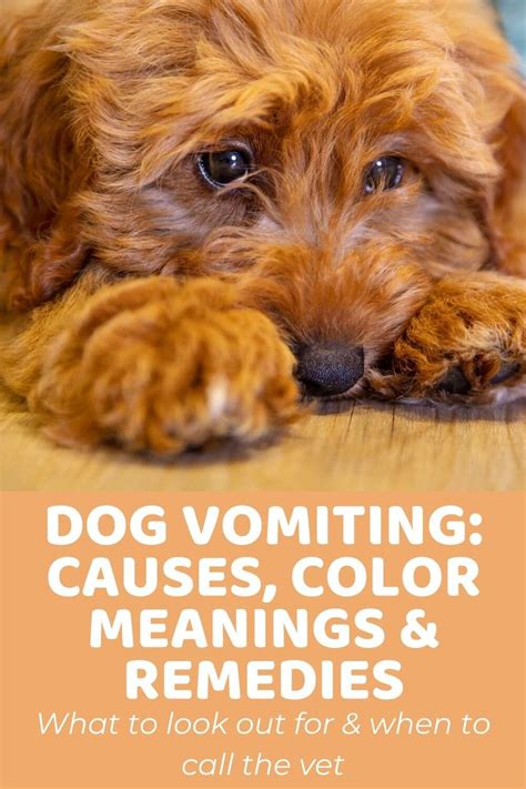 Dog Vomiting Causes, Color Meanings, and Remedies - Doodle Doods