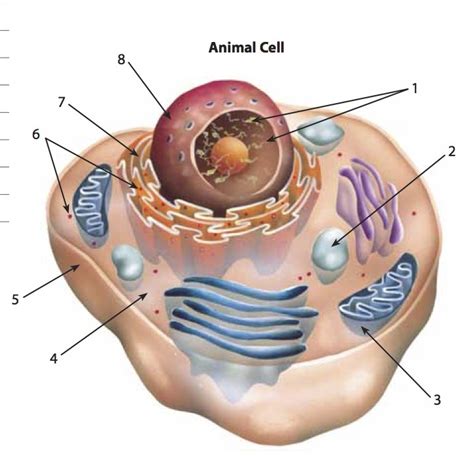 CCA 6th grade Science - Animal Cell Diagram | Quizlet