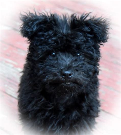 Pumi Dog Breed Information | Pumi dog, Dog breeds, Dog training