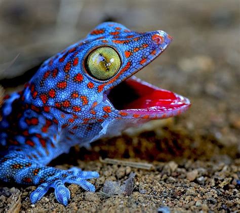 128 best Gecko images on Pinterest | Geckos, Lizards and Salamanders