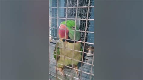 दाल भात का दीवाना गुजराती तोता | gujrati popat (parrot) for parrot ...