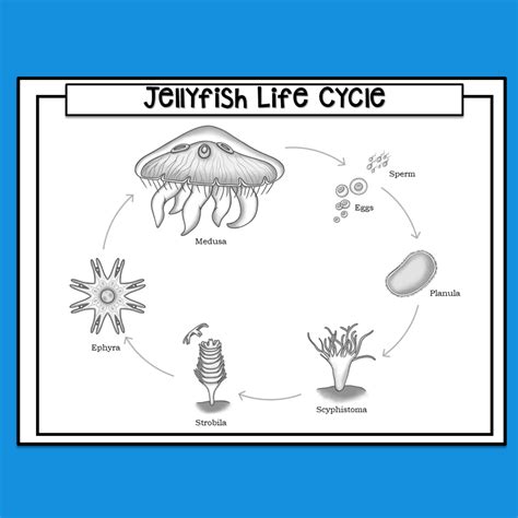 Jellyfish Life Cycle | Made By Teachers