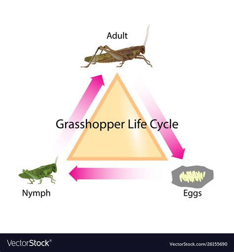 Grasshopper Life Cycle