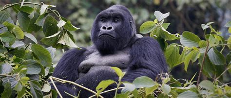 DRC becomes a hotspot for trafficking endangered great apes - See Africa Today