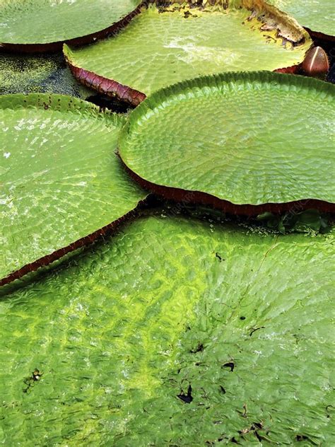 Victoria Amazonica - Stock Image - C011/1326 - Science Photo Library