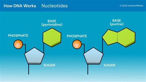 DNA Structure | HowStuffWorks