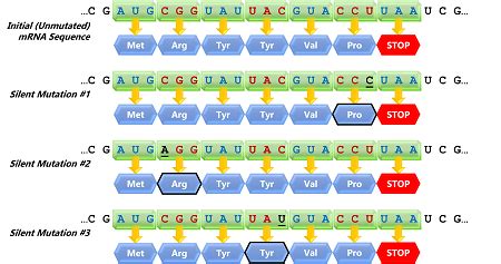 Silent Mutation | Definition & Examples - Lesson | Study.com