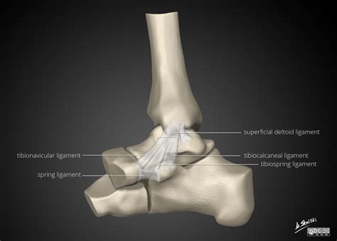 Radiopaedia - Drawing Deltoid ligament of ankle: superficial layer - English labels | AnatomyTOOL