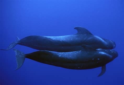 Pilot whale | Habitat, Size, & Facts | Britannica