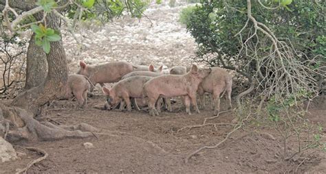 Free-range pigs: lessons learnt on the way to commercial success