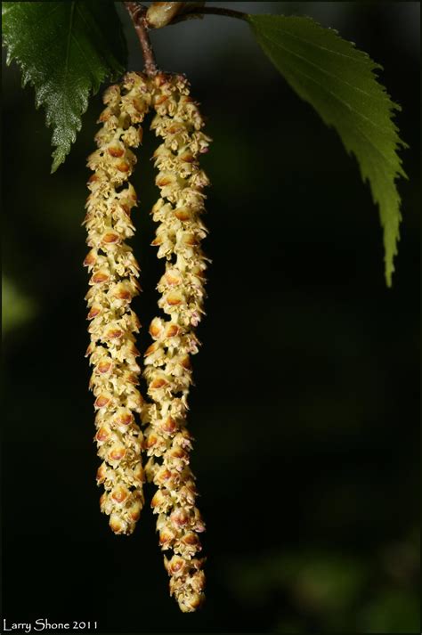 Birch catkins by Stumm47 on DeviantArt