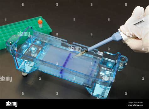 Gel electrophoresis. DNA samples being loaded by micropipet into the wells of a gel Stock Photo ...