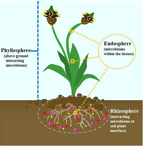 Frontiers | Engineering Host Microbiome for Crop Improvement and Sustainable Agriculture