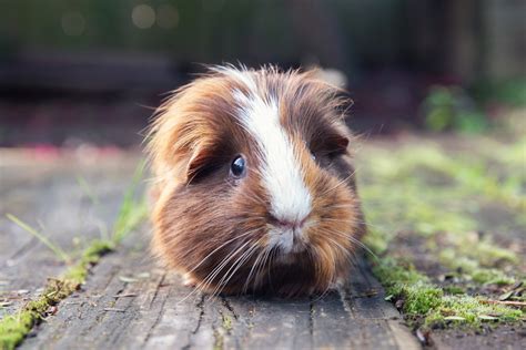 How Much Is A Pet Guinea Pig - Gegu Pet