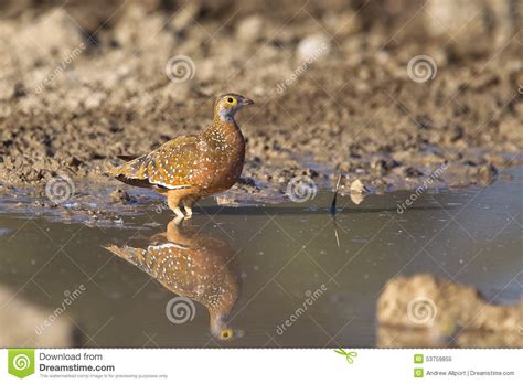 Burchell S Sandgrouse Standing in Water Stock Image - Image of breast ...