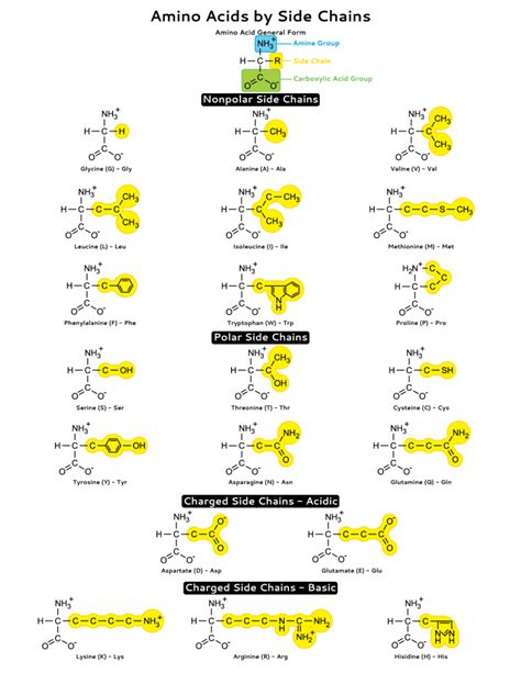 Amino Acid Side Chains Study Sheet