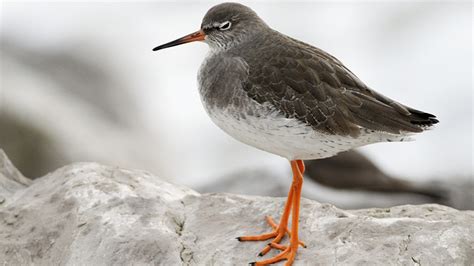 BBC - Wales - Nature - Wading Birds