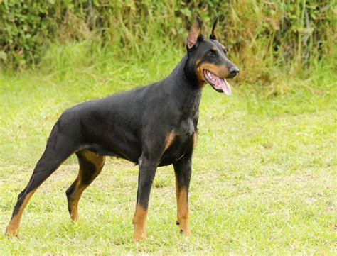 10 Best Guard Dog Breeds