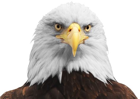 Free Eagle Head Png, Download Free Eagle Head Png png images, Free ClipArts on Clipart Library