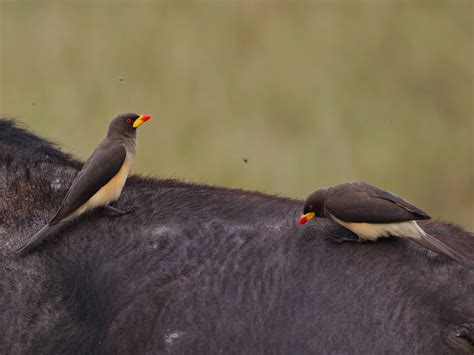 Yellow-billed Oxpecker - eBird