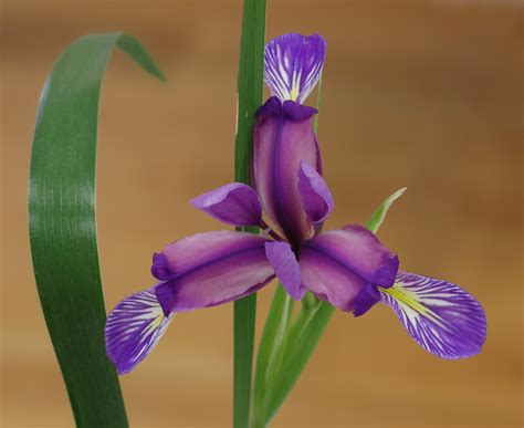 File:Iris Iris graminea Flower 2263px.jpg - Wikimedia Commons