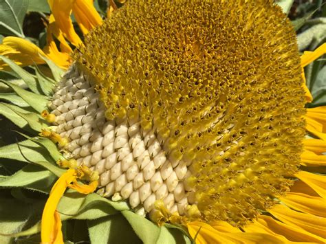 Saving Seeds: Sunflowers | UPSTATE DISPATCH