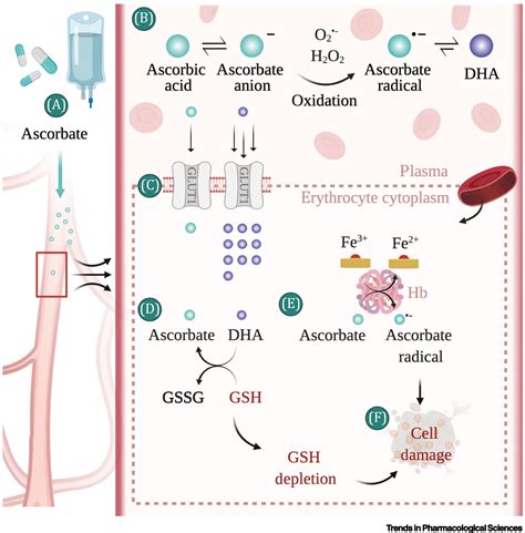 Glucose 6 Phosphate Dehydrogenase Mechanism