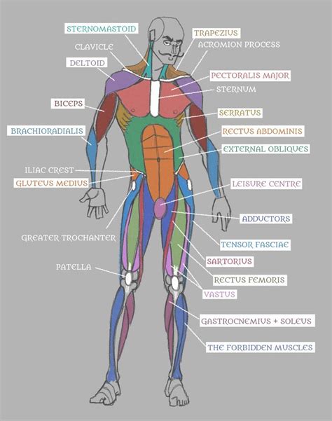 Muscle Anatomy Chart Luxury Human Anatomy Muscles with Labels by ...