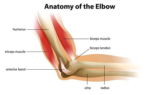 Total Elbow Joint Replacement | Direct Orthopedic Care